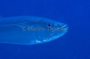 Dogtooth Tuna (Gymnosarda unicolor)