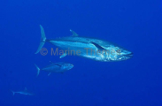 Dogtooth Tuna (Gymnosarda unicolor) Dogtooth Tuna (Gymnosarda unicolor)