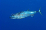 Dogtooth Tuna (Gymnosarda unicolor) Dogtooth Tuna (Gymnosarda unicolor)