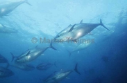 Southern Bluefin Tuna (Thunnus maccoyii) Southern Bluefin Tuna (Thunnus maccoyii)