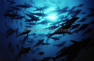 Southern Bluefin Tuna (Thunnus maccoyii) Southern Bluefin Tuna (Thunnus maccoyii)