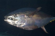 Yellowfin Tuna (Thunnus albacares)