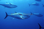 Northern Bluefin Tuna (Thunnus thynnus) Northern Bluefin Tuna (Thunnus thynnus)