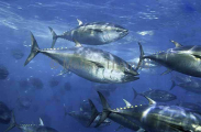 Northern Bluefin Tuna (Thunnus thynnus) Northern Bluefin Tuna (Thunnus thynnus)