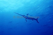 Broadbill Swordfish (Xiphias gladius) Broadbill Swordfish (Xiphias gladius)