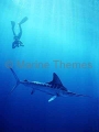 Striped Marlin (Tetrapturus audax) Striped Marlin (Tetrapturus audax)