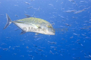Bluefin Trevally (Caranx melampygus) Bluefin Trevally (Caranx melampygus)