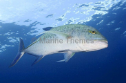 Bluefin Trevally (Caranx melampygus)