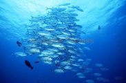 Bigeye Trevally (Caranx sexfasciatus) Bigeye Trevally (Caranx sexfasciatus)