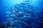 Bigeye Trevally (Caranx sexfasciatus)