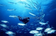 Bigeye Trevally (Caranx sexfasciatus) Bigeye Trevally (Caranx sexfasciatus)