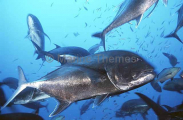 Giant Trevally (Caranx ignobilis) Giant Trevally (Caranx ignobilis)