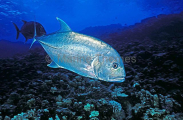 Giant Trevally (Caranx ignobilis) Giant Trevally (Caranx ignobilis)