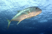 Giant Trevally (Caranx ignobilis) Giant Trevally (Caranx ignobilis)