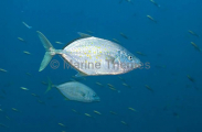 Gold-spotted Trevally (Carangoides fulvoguttatus) Gold-spotted Trevally (Carangoides fulvoguttatus)