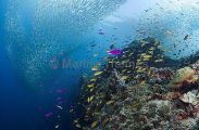 Mackerel Scad (Decapterus macarellus) Mackerel Scad (Decapterus macarellus)