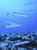 Chevron Barracuda (Sphyraena putnamiae) Chevron Barracuda (Sphyraena putnamiae)