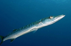 Yellowtail Barracuda (Sphyraena flavicauda)