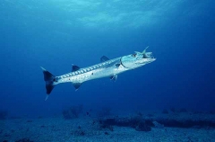 Great Barracuda (Sphyraena barracuda)