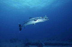 Great Barracuda (Sphyraena barracuda)