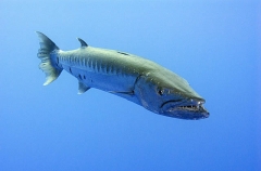 Great Barracuda (Sphyraena barracuda) Great Barracuda (Sphyraena barracuda)
