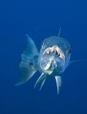 Great Barracuda (Sphyraena barracuda) Great Barracuda (Sphyraena barracuda)