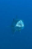 Great Barracuda (Sphyraena barracuda) Great Barracuda (Sphyraena barracuda)
