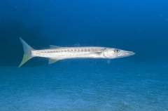 Pickhandle Barracuda (Sphyraena jello) Pickhandle Barracuda (Sphyraena jello)