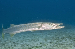 Pickhandle Barracuda (Sphyraena jello) Pickhandle Barracuda (Sphyraena jello)