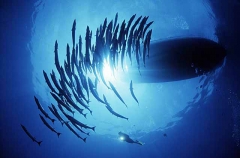 Blackfin Barracuda (Sphyraena genie) Blackfin Barracuda (Sphyraena genie)