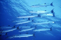 Blackfin Barracuda (Sphyraena genie) Blackfin Barracuda (Sphyraena genie)