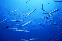 Heller's Barracuda (Sphyraena helleri) Heller's Barracuda (Sphyraena helleri)