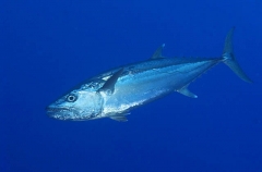 Dogtooth Tuna (Gymnosarda unicolor) Dogtooth Tuna (Gymnosarda unicolor)