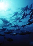 Southern Bluefin Tuna (Thunnus maccoyii) Southern Bluefin Tuna (Thunnus maccoyii)