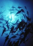 Southern Bluefin Tuna (Thunnus maccoyii) Southern Bluefin Tuna (Thunnus maccoyii)