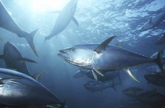 Yellowfin Tuna (Thunnus albacares) Yellowfin Tuna (Thunnus albacares)