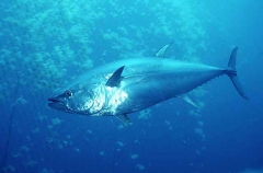 Northern Bluefin Tuna (Thunnus thynnus) Northern Bluefin Tuna (Thunnus thynnus)