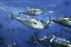 Northern Bluefin Tuna (Thunnus thynnus) Northern Bluefin Tuna (Thunnus thynnus)