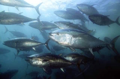 Northern Bluefin Tuna (Thunnus thynnus) Northern Bluefin Tuna (Thunnus thynnus)