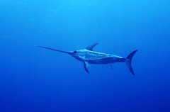 Broadbill Swordfish (Xiphias gladius) Broadbill Swordfish (Xiphias gladius)