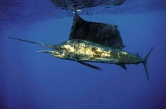 Indo-Pacific Sailfish (Istiophorus platypterus)