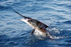 Blue Marlin (Makaira mazara) Blue Marlin (Makaira mazara)