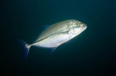 Bluefin Trevally (Caranx melampygus) Bluefin Trevally (Caranx melampygus)