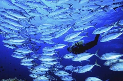 Bigeye Trevally (Caranx sexfasciatus) Bigeye Trevally (Caranx sexfasciatus)
