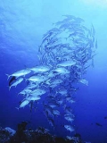 Bigeye Trevally (Caranx sexfasciatus) Bigeye Trevally (Caranx sexfasciatus)