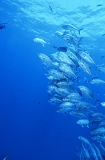 Bigeye Trevally (Caranx sexfasciatus) Bigeye Trevally (Caranx sexfasciatus)