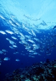 Bigeye Trevally (Caranx sexfasciatus) Bigeye Trevally (Caranx sexfasciatus)