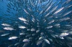 Bigeye Trevally (Caranx sexfasciatus) Bigeye Trevally (Caranx sexfasciatus)