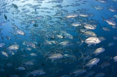 Bigeye Trevally (Caranx sexfasciatus) Bigeye Trevally (Caranx sexfasciatus)