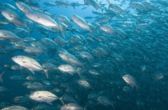 Bigeye Trevally (Caranx sexfasciatus) Bigeye Trevally (Caranx sexfasciatus)